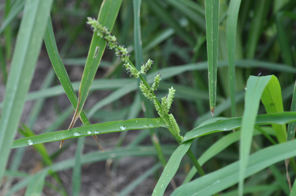 Brachiaria reptans